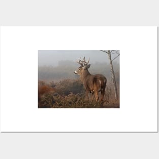 Big Buck - White-tailed Deer Posters and Art